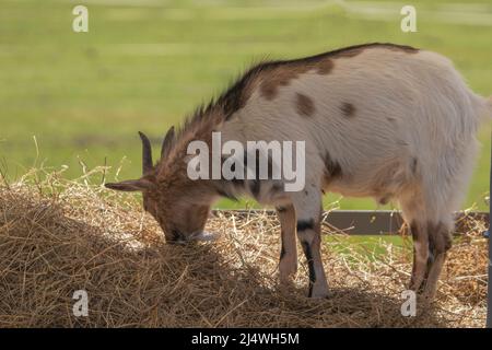 A baby tibetan goat eating hay. Side profile. Copy space. Stock Photo