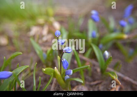 Wild first spring flowers. Blue snowdrops blossom spring flowers nature macro. Scilla siberica blue flowers in bloom, Siberian wood squill flowering p Stock Photo