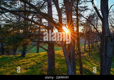 Mallnow, Germany. 17th Apr, 2022. The evening sun shines through the branches of trees on a hill at the edge of the Oderbruch. The area between Lebus on the Oder and Mallnow on the edge of the Oderbruch in eastern Brandenburg is one of the largest contiguous areas of Adonis roseflower in Europe. In Brandenburg, these strictly protected species only occur on the Pontic slopes north of Frankfurt (Oder). The area is a dry grassland nature reserve. Credit: Patrick Pleul/dpa/Alamy Live News Stock Photo