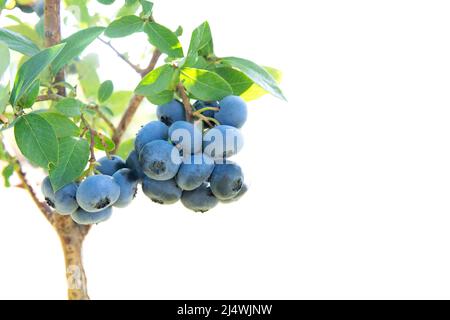Crop view of a blueberry bush with berry clusters isolated on white background. Stock Photo