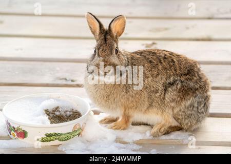 Range rabbit clearance food