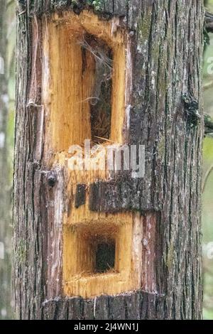 The Pileated Woodpecker is the largest woodpecker in north America and this is evidence of what they are capable of doing to a tree. Stock Photo