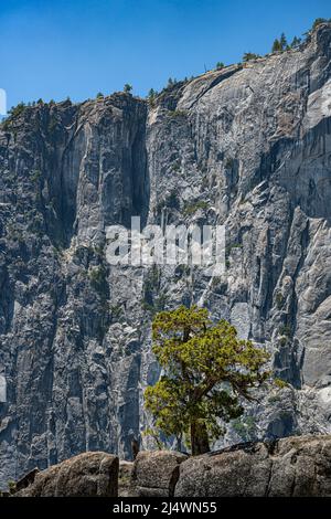 Lone tree high on a ridge, on the Upper Yosemite Falls Trail, in Yosemite National Park, near Merced, California. Stock Photo