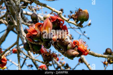 Beautiful red flowers on the tree. Blooms the Bombax Ceiba or Cotton Tree on the Dead Sea. Close-up. Stock Photo