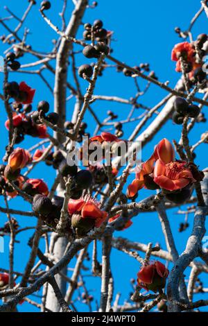 Beautiful red flowers on the tree. Blooms the Bombax Ceiba or Cotton Tree on the Dead Sea. Close-up. Stock Photo