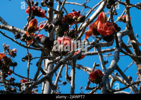 Beautiful red flowers on the tree. Blooms the Bombax Ceiba or Cotton Tree on the Dead Sea. Close-up. Stock Photo