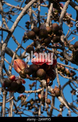 Beautiful red flowers on the tree. Blooms the Bombax Ceiba or Cotton Tree on the Dead Sea. Close-up. Stock Photo