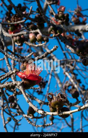 Beautiful red flowers on the tree. Blooms the Bombax Ceiba or Cotton Tree on the Dead Sea. Close-up. Stock Photo