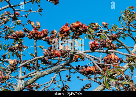 Beautiful red flowers on the tree. Blooms the Bombax Ceiba or Cotton Tree on the Dead Sea. Close-up. Stock Photo