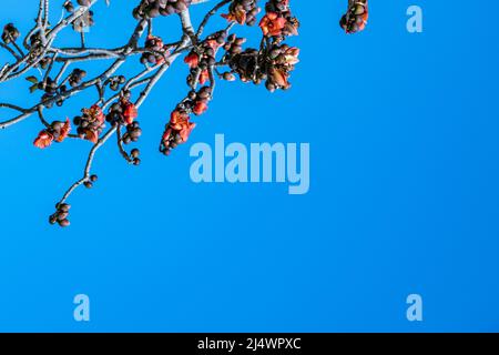 Beautiful red flowers on the tree. Blooms the Bombax Ceiba or Cotton Tree on the Dead Sea. Close-up. Stock Photo