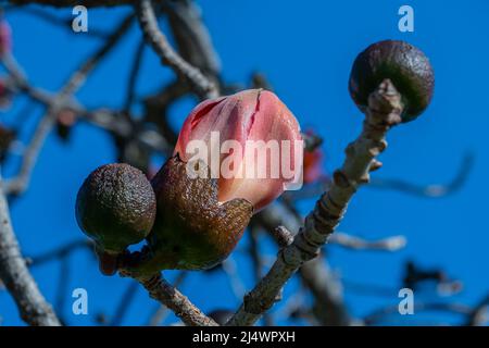 Beautiful red flowers on the tree. Blooms the Bombax Ceiba or Cotton Tree on the Dead Sea. Close-up. Stock Photo