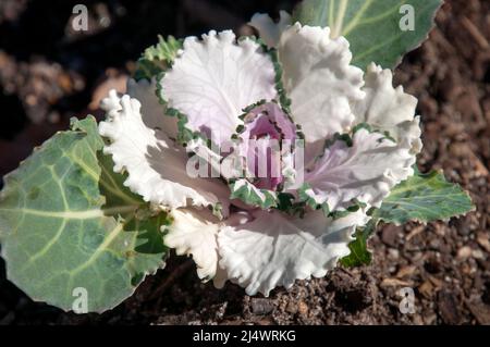 Sydney Australia,  close-up of a white ornamental cabbage in garden
