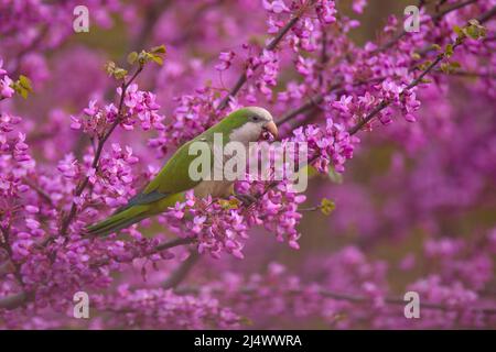 Monk Parakeet, amongst the mauve flowers of a Judas-treealso (Cercis siliquastrum) This feral bird known as the Quaker Parrot, (Myiopsitta monachus) O Stock Photo