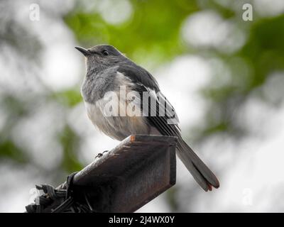 Beautiful female Oriental Magpie-Robin on the iron pole, Magpie Robin (Copsychus saularis) Stock Photo