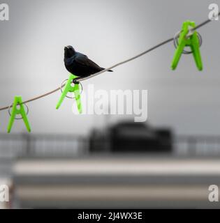 The purple martin (Progne subis) sitting on a cloth wire on the roof. The purple martin (Progne subis) is a passerine bird in the swallow family Hirun Stock Photo