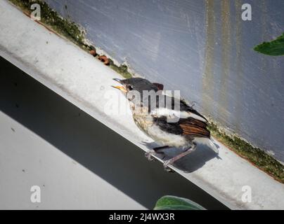 Beautiful young female Oriental Magpie Robin (Copsychus saularis) Stock Photo