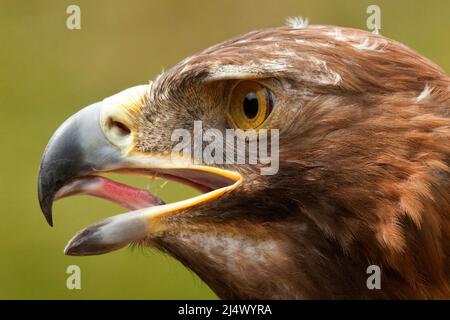Golden Eagle (Aquila chrysaetos) in the Scottish Highlands in the United Kingdom Stock Photo