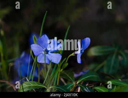 Blooming blue periwinkle. Soft focus. Spring colors of nature. Stock Photo