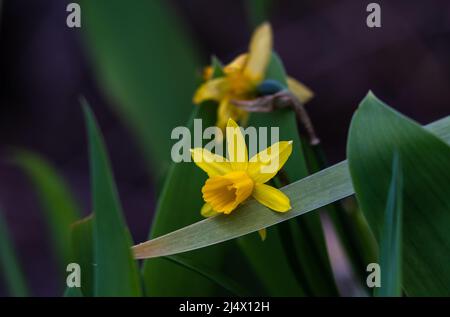 Blooming yellow daffodils. Soft focus. Spring colors of nature. Stock Photo