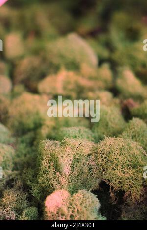 Lumpy green moss growing in the garden. Stock Photo