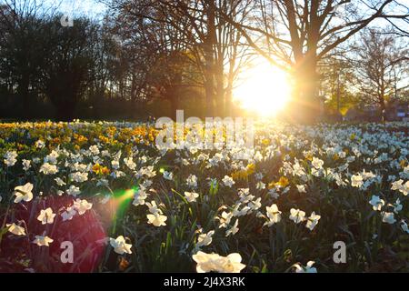 Sun going down over a field full of flowers. Stock Photo