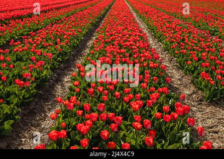 Straight lines of flowering red tulips, Noordwijkerhout, South Holland, The Netherlands. Typically Dutch landscape beauty in spring. Stock Photo