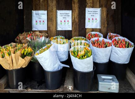 Flower stall selling bunches of fresh tulips in tulip season, Noordwijkerhout, South Holland, The Netherlands.