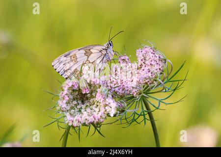 Marbled white butterfly Melanargia galathea female sitting on a meadow plant with pink tiny flowers. Blurred green background. Vrsatec, Slovakia Stock Photo