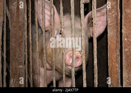 pig in a cage, farm animal pork in the paddock. Stock Photo