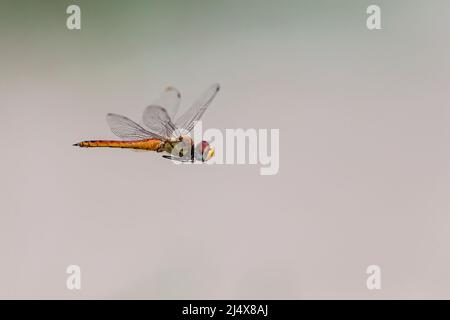 Globe skimmer dragonfly (Pantala flavescens), Kgalagadi transfrontier park, South Africa, January 2022 Stock Photo