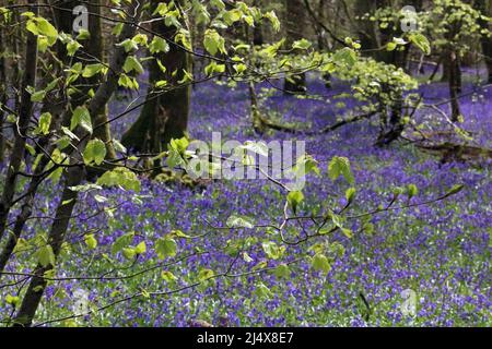 Dorking, Surrey, England, UK. 18th Apr, 2022. A stunning display of bluebells at Whitedown Wood in the Surrey Hills near Dorking. The native British bluebells in ancient woodland on the chalk downs are at their best, and great for a Bank Holiday walk. Credit: Julia Gavin/Alamy Live News Stock Photo