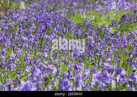 Dorking, Surrey, England, UK. 18th Apr, 2022. A stunning display of bluebells at Whitedown Wood in the Surrey Hills near Dorking. The native British bluebells in ancient woodland on the chalk downs are at their best, and great for a Bank Holiday walk. Credit: Julia Gavin/Alamy Live News Stock Photo