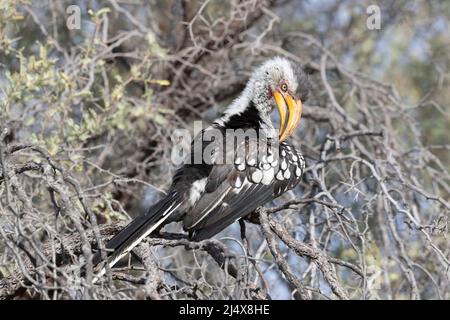 Yellow-billed hornbill (Tockus leucomelas) preening, Kgalagadi transfrontier park, South Africa, February 2022 Stock Photo