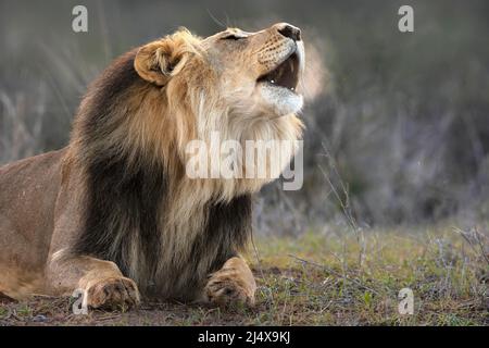 Lion (Panthera leo) roaring, Kgalagadi transfrontier park, Northern Cape, South Africa