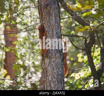 Two squirrels with fluffy tails on the trunk of an old tree. Squirrels in the city park run through the trees. Red squirrels play with each other. Stock Photo