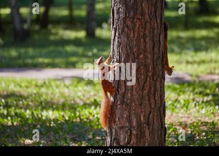 Two squirrels with fluffy tails on the trunk of an old tree. Squirrels in the city park run through the trees. Red squirrels play with each other. Stock Photo
