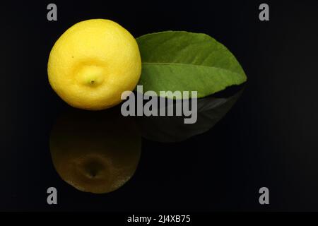 a single lemon fruit presented on plexiglass. Fresh whole lemon with a green leaf reflected on a black glossy surface Stock Photo
