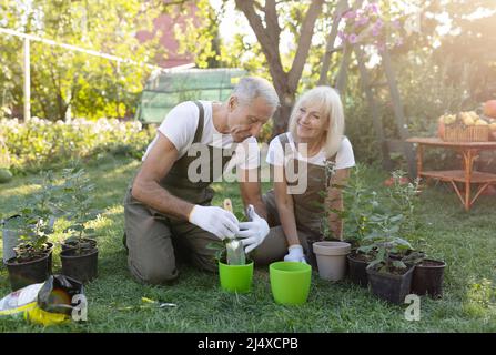 Happy senior spouses gardening together in courtyard, transplanting flowers and enjoying taking care of plants Stock Photo