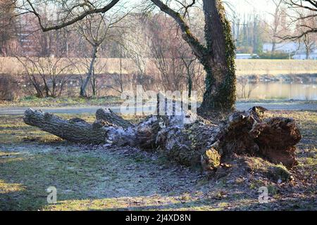 Fallen tree trunk on the island Lido in Piestany, Slovakia Stock Photo