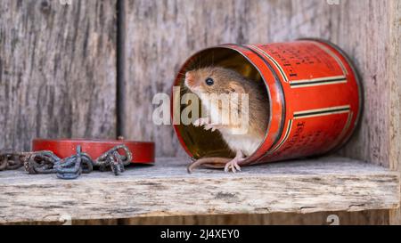 https://l450v.alamy.com/450v/2j4xey0/a-harvest-mouse-peeping-out-from-a-vintage-red-tin-inside-a-wooden-tool-shed-2j4xey0.jpg