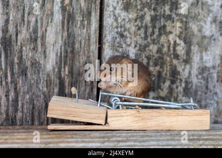 A Harvest Mouse on a mousetrap, inside a wooden tool shed. Stock Photo