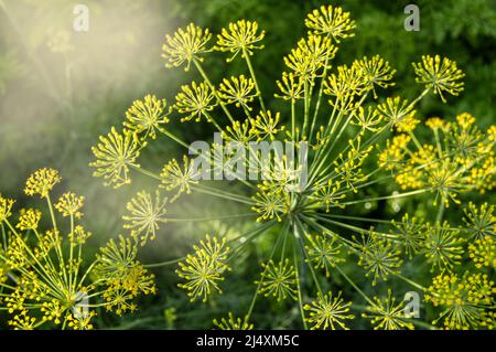 Light, sunlight, background with a dill umbrella close-up. Garden plant. Sweet dill in the garden in the garden Stock Photo