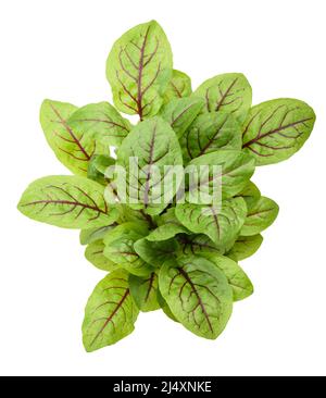 Red veined dock plant isolated on white background Stock Photo