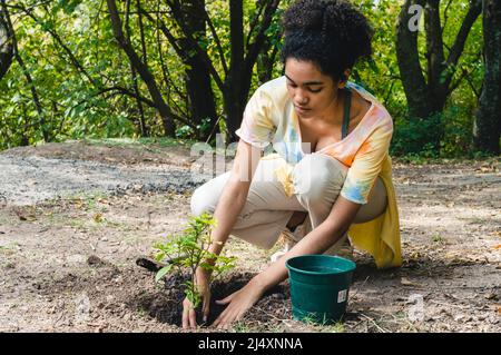 afro brunette female volunteer working for nature conservation transplanting day trees in a public park. Stock Photo