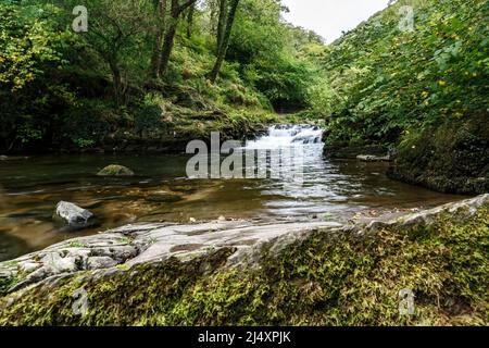 Easy Lyn river flowing over rocks creating waterfalls and rapids with moss covered rocks and tree woodland trees. Stock Photo