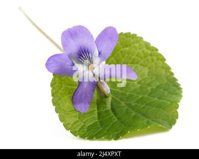 Violet with leaf isolated on white background Stock Photo