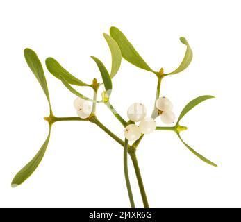 Mistletoe  with berries isolated on white Stock Photo