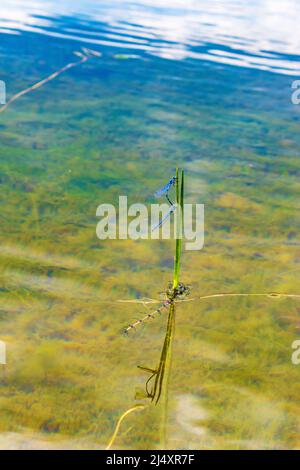 2 dragonflies mate perched on grass in a lake Stock Photo