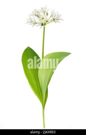 Wild garlic flowers isolated on white background Stock Photo