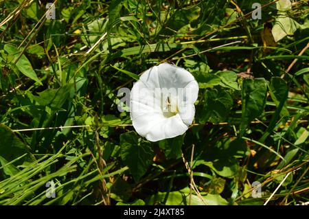 Flower flora on Bosnian mountains Stock Photo